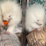 Rare baby albino porcupine rescued in Maine
