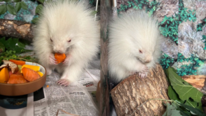 Rare baby albino porcupine rescued in Maine