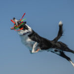 35 delightful images from the 2026 International Pet Photography Awards