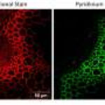 Fluorescent probes offer sharper view of plant tissues