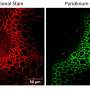 Fluorescent probes offer sharper view of plant tissues
