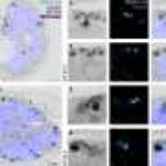 How molecular tethers and asynchronous replication drive parasite proliferation