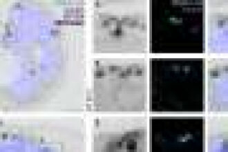 How molecular tethers and asynchronous replication drive parasite proliferation