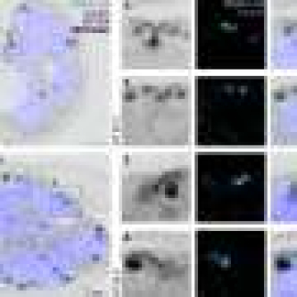How molecular tethers and asynchronous replication drive parasite proliferation