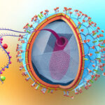 Long-Acting Lenacapavir Still Delivered Effective HIV PrEP After a Year