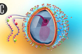 Long-Acting Lenacapavir Still Delivered Effective HIV PrEP After a Year