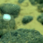 How to watch a live deep-sea exploration in the Pacific