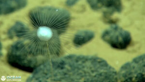 How to watch a live deep-sea exploration in the Pacific