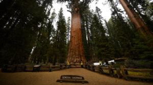 Nevada man dies at famed Sequoia National Park trail after sudden emergency