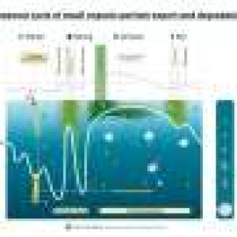 Mechanical shortcut’ rapidly carries organic particles into the deep ocean