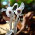 Forest floors reveal overlooked seed dispersers: Slugs, beetles and crabs spread viable seeds