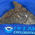 Massive, metal-encrusted megalodon teeth litter deep ocean floor