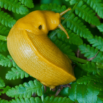Watching a banana slug chomp greens with thousands of tiny teeth is oddly soothing