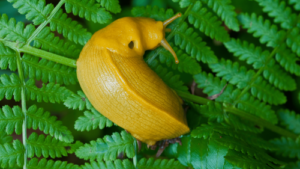 Watching a banana slug chomp greens with thousands of tiny teeth is oddly soothing