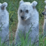 Silver cub spotted on Katmai Bear Cam