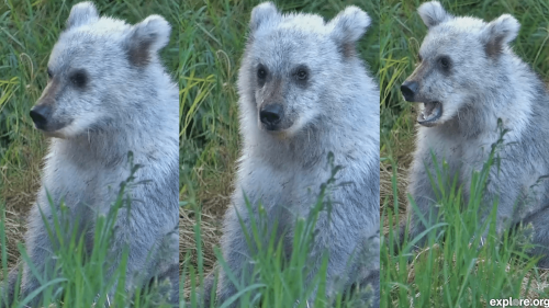 Silver cub spotted on Katmai Bear Cam