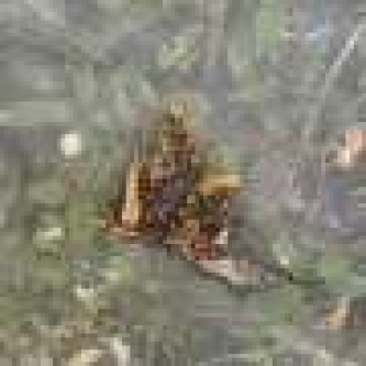 In Atlantic Forest restoration, connection between fragments is more important than fragment size