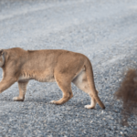 Pumas can help prevent car crashes