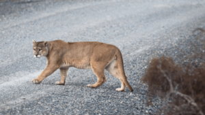 Pumas can help prevent car crashes
