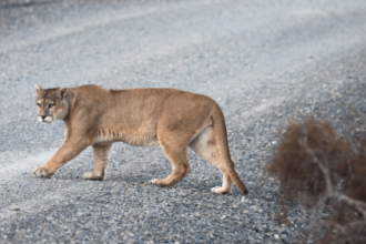 Pumas can help prevent car crashes