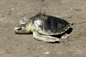 Rescued sea turtle named Pancake swims to hot hangout for young turtles