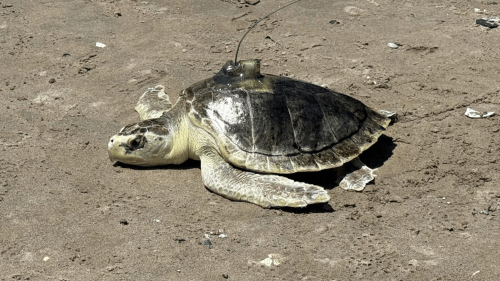 Rescued sea turtle named Pancake swims to hot hangout for young turtles