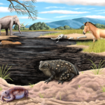 Forgotten fossil from 1950s is actually a new species of Ice Age frog