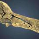 One of the world’s only two complete dodo skulls reveals new clues about the extinct bird