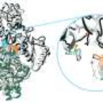 Experimental drug turns cancer’s favorite fuel against it