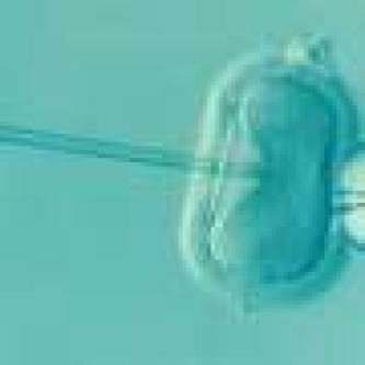 No clear evidence that common embryo transfer techniques improve IVF success