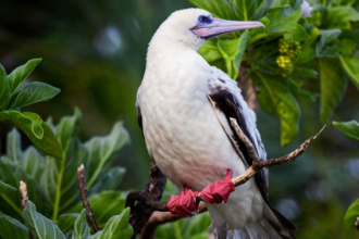 Rare tropical red-footed booby spotted in Maryland
