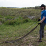 280 snakes killed at 2026 Florida Python Challenge