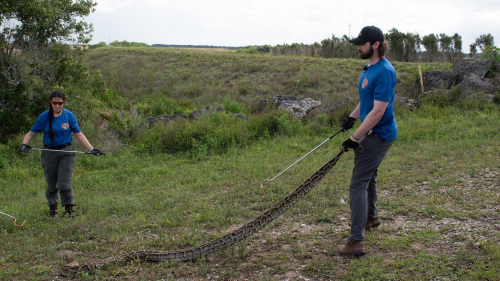 280 snakes killed at 2026 Florida Python Challenge