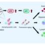Gene mutations behind serious bone marrow conditions identified