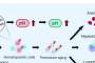 Gene mutations behind serious bone marrow conditions identified