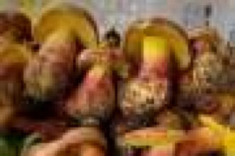 Q&A: Mushroom behind ‘tiny people’ hallucinations identified