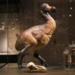 Dodo Skulls Shatter the Clich&eacute; of the Bird's Stupidity, Revealing New Clues About Its Behavior Before Extinction