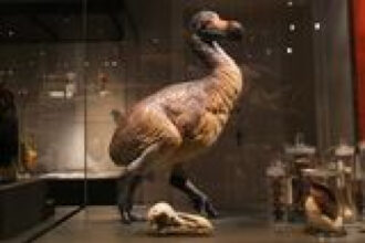 Dodo Skulls Shatter the Clich&eacute; of the Bird's Stupidity, Revealing New Clues About Its Behavior Before Extinction