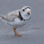 Piping plover beats the odds after losing feet in fishing line
