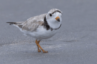 Piping plover beats the odds after losing feet in fishing line