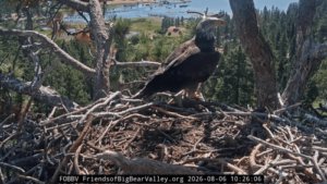 Outside eagle spotted on Jackie and Shadow’s nest