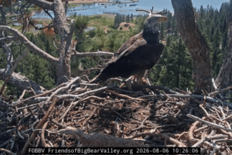 Outside eagle spotted on Jackie and Shadow’s nest