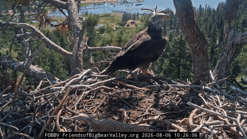Outside eagle spotted on Jackie and Shadow’s nest