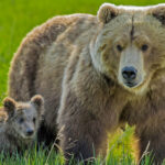 Why do mother bears kill cubs? The answer is complicated.