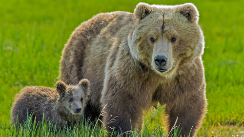 Why do mother bears kill cubs? The answer is complicated.