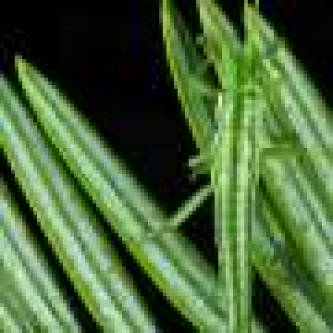 One million years without sex fails to erase stick insects’ unused biological system