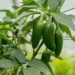 Salmonella Outbreak Traced to Jalape&ntilde;os Sickens 345 People Across 27 States