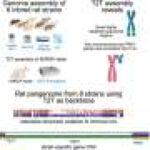 Telomere-to-telomere brown rat genome could sharpen disease research models
