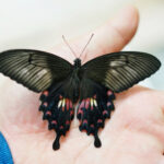 How Butterfly Wings Could Make Solar Panels Up To 66% More Efficient