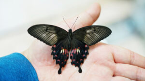 How Butterfly Wings Could Make Solar Panels Up To 66% More Efficient